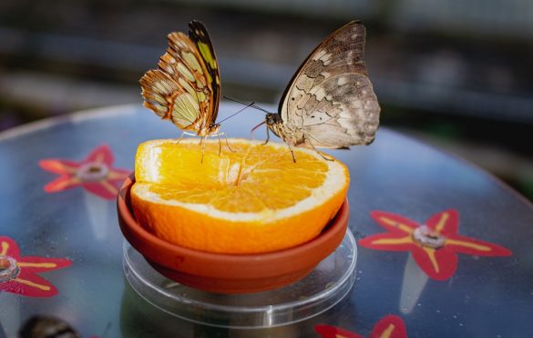 Are Insects Animals?