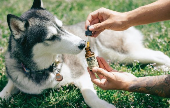 CBD For Pets: Is It Beneficial?