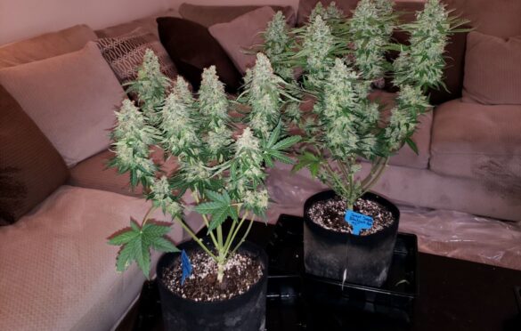 Autoflowering Cannabis Plants