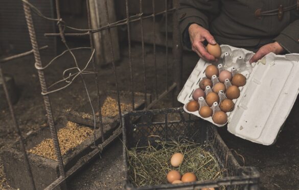Getting More Eggs: Tips For Better Egg Production On Big Chicken Farms