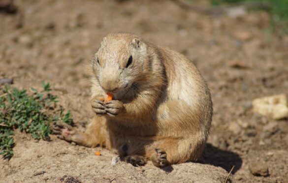 Gopher Exterminator ASAP