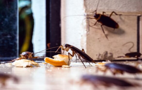 Pest Control Cost