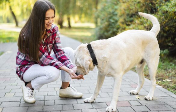 Mistakes To Avoid When Raising A Dog