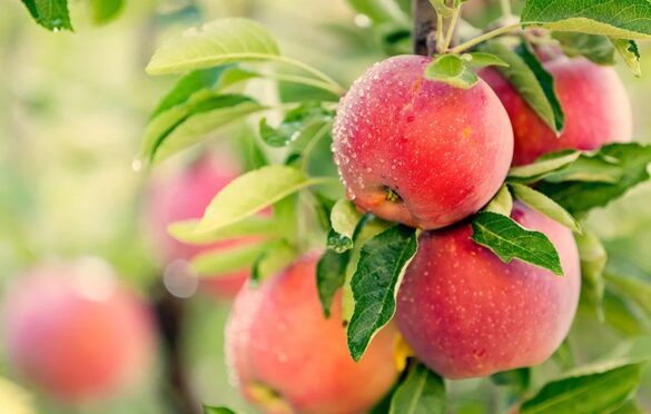 Top Apple Trees For Sale Varieties Available In The UK