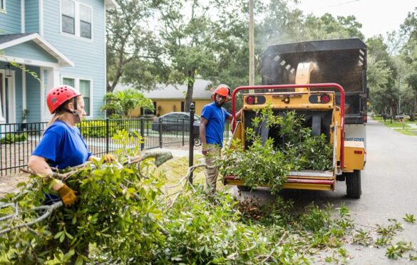 The Art Of Urban Tree Management: Best Practices For Maintaining Healthy Green Spaces